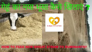 Naya bhusa  New Wheat Straw Feeding  Ruminal Impaction  Bloat  Band Lagna  Treatment in Cow [upl. by Adnorat443]