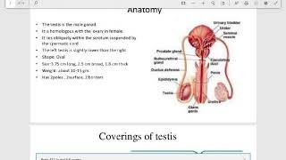 Cryptorchidism Pathology [upl. by Salem]