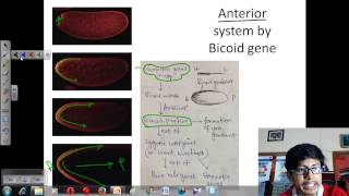 Drosophila development [upl. by Ailla]