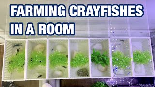 CRAYFISH BREEDING TANK SETUP [upl. by Daza]