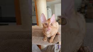 Cornish Rex kitten saying hello [upl. by Greer]