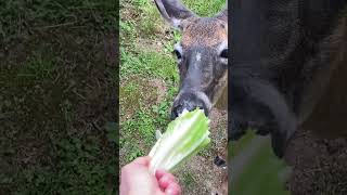 Deer Attacks Lettuce deer nature animals cute canada shorts wildlife [upl. by Dub]