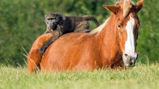 Incredible Friendship Between A Horse And A Baboon [upl. by Samuelson627]