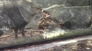 クビワペッカリー兄妹の大ゲンカ！！（大宮公園小動物園） Collared Peccary Fight [upl. by Atiral]