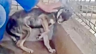 Abused Dog Feels Petting amp Love for the First Time and Freaks Out [upl. by Haramat]