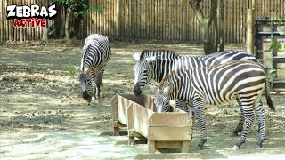 Stunning Zebras Best Friends Having Lunch Together [upl. by Raval]