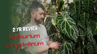 Anthurium Crystallinum Review  2 Years Later  Is this plant worth the hype [upl. by Behnken]