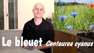 Le bleuet Centaurea cyanus  fatigue des yeux conjonctivite [upl. by Adiela]