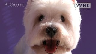 Grooming Guide  West Highland White Terrier Pet Trim  Pro Groomer [upl. by Yenaj]