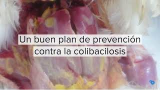 En un minuto Prevención de la colibacilosis establecimiento de una flora intestinal saludable [upl. by Dibb]