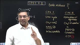 Link between Urea cycle and Pyrimidine NT synthesis  CPS 1 and 2 Orotic aciduria in Type 2 UCD [upl. by Nageek396]