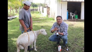 BORREGOSAPLICACION DE VITAMINASDESPARASITACION Y SELENIO EN HEMBRA RECIEN PARIDA MEJOR LACTANCIA [upl. by Adelpho81]