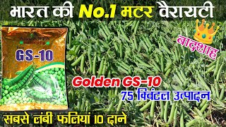 Advanta Golden Seeds GS  10  pea variety  पेंसिल मटर की किस्म  GS 10 Matar  matar ki kheti [upl. by Tehcac]