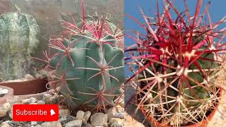 Ferocactus Gracilis cactusdream astrophytum [upl. by Agon855]