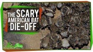 The Scary American Bat DieOff [upl. by Namyw386]