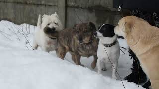 West highland white terrier Westie Bobby Spectators and Participants [upl. by Sena]