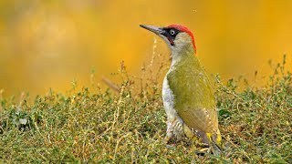 European birds – Green woodpecker Picus viridis [upl. by Brookes]