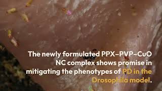 PPX–PVP–CuO NC treatment  Drosophila PD model [upl. by Lanor]