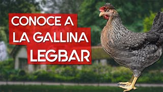 Gallina Legbar 🐔 La raza británica de los huevos azules [upl. by Alimat]