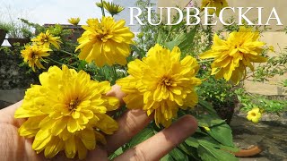 Rudbeckia Flower Coneflower  Black eyed susan How to Grow Rudbeckia Plant Rudbeckia Laciniata [upl. by Skelly]