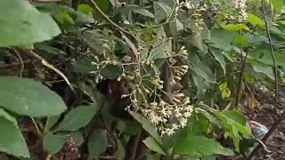 Ivo Arrey Mbongaya on integrated sustainable food fodder and livestock systems [upl. by Oloapnaig765]