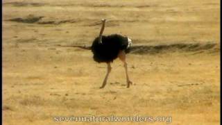 How fast does an Ostrich runmov [upl. by Tizes]