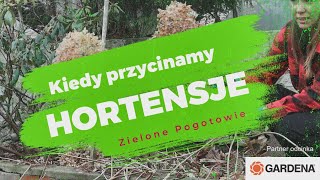 Kiedy przycinamy hortensje [upl. by Rik]