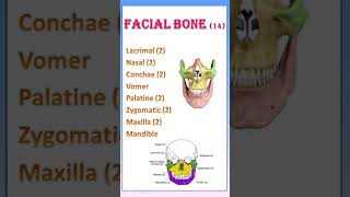 TIPS 25 FACIAL BONE OF SKULL  MNEUMONIC  BONES OF FACE [upl. by Teplitz]