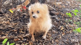 Full Version The Dog Was Frightened By The Quarreling Owner And Trembled When He Saw People [upl. by Nitaf]