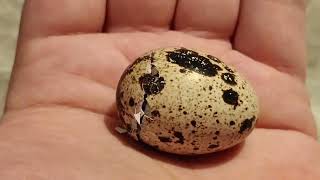 2  Hatching Quail Eggs [upl. by Uriia109]