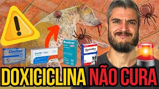 DOENÇA DO CARRAPATO NÃO CURA C REMÉDIO ANTIBIOTICO DOXICICLINA CACHORRO COM ANEMIA SANGRA O NARIZ [upl. by Eohce]