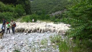 Transhumance cévenole passage dans le Rieutord [upl. by Perpetua]