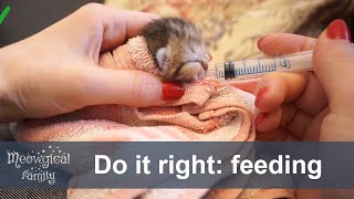 🍼 Newborn kitten survival guide  feeding [upl. by Kcirdor]