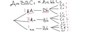 Using branch diagrams [upl. by Einra]