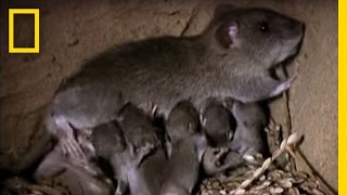 Momma Rat 15000 Babies a Year  National Geographic [upl. by Elleret]