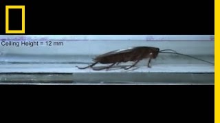 Watch Cockroaches Survive Squeezing Smashing and More  National Geographic [upl. by Innavoij323]