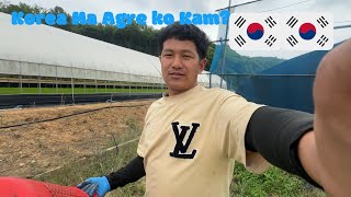 Korea ko Kam kahile Jala gham😂🇰🇷 [upl. by Ingeberg]