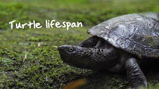 How long do turtles live [upl. by Sontag]