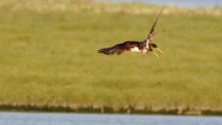 Biesbosch  Marsh Harrier hunting  Panasonic GH3 test slow motion HD [upl. by Maggee]