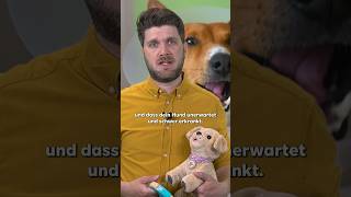 🐕 Hund krank – Urlaub im Eimer VersicherungsSafari [upl. by Pouncey127]