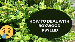 MY BOXWOOD HEDGES ARE SICK  BOXWOOD PSYLLID  PEST TREATMENT [upl. by Eicnahc]