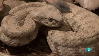 Grandes DocumentalesAlamto el paraíso de los reptiles [upl. by Assirem]