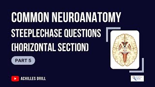 HORIZONTAL SECTION of the Brain Common NEUROANATOMY STEEPLECHASE Questions PART 5 [upl. by Japheth544]