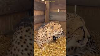 Cheetah Meows 🐆 shorts cheetah meow sound dangerous animals youtube [upl. by Elleined303]