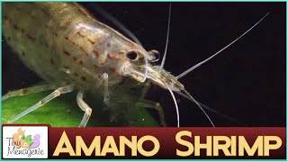 All About Amano Shrimp [upl. by Persis715]