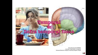 Temporal amp infratemporal fossa Updated 2024 MBBSBDS [upl. by Matthew]