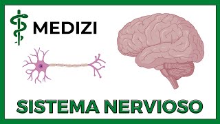 Sistema Nervioso Fácil  Generalidades NEURONA NEUROGLIA SINAPSIS [upl. by Ramedlaw673]