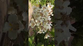 🌻⁷☆ Lamiales •² Bignoniaceae ▪︎ Northern Catalpa Catalpa speciosa  Observed in Description [upl. by Aynekal]