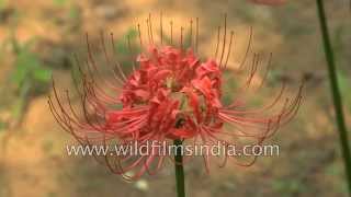 Nerine Lilies flower in Delhi  post monsoon season [upl. by Ydieh]