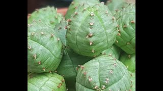 2020 Euphorbia Obesa Hybrid x Globosa growing well [upl. by Nittirb]